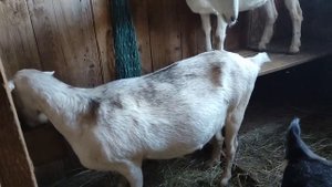 Био добавка для Коз и Овец! ФЕЛУЦЕН!#рекомендации #козы #рек #short #