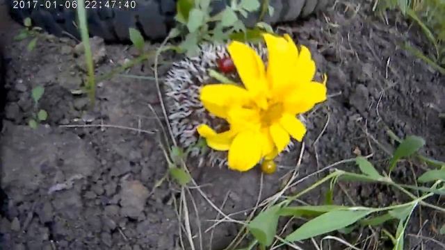 Жизнь ежа в природе
