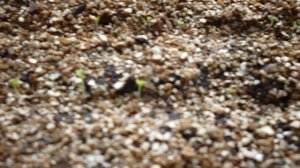 Петуния кустовая,ампельная из семян.Как вырастить рассаду петунии и уход за ней.  Фильм  2  всходы