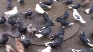 Николаевские голуби г.Павлоград