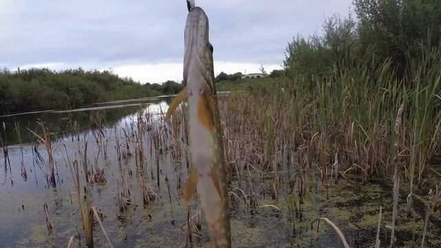 Щука на каждом забросе! Куча щуки. Снова жабовник! смотреть онлайн