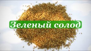 Зелёный солод. своими руками