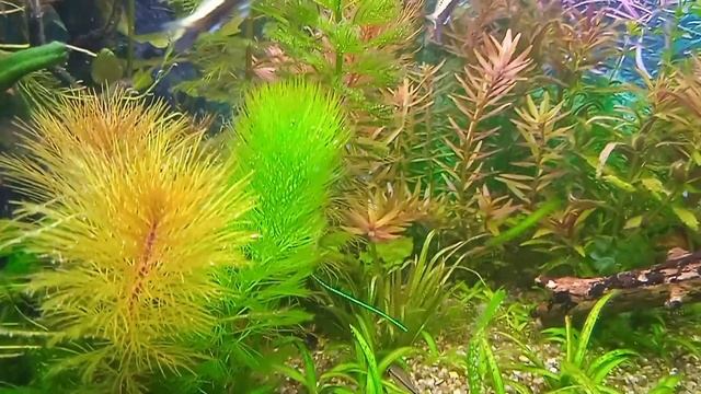 Эдогониум.Новая проблема начинаем борьбу. смотреть онлайн