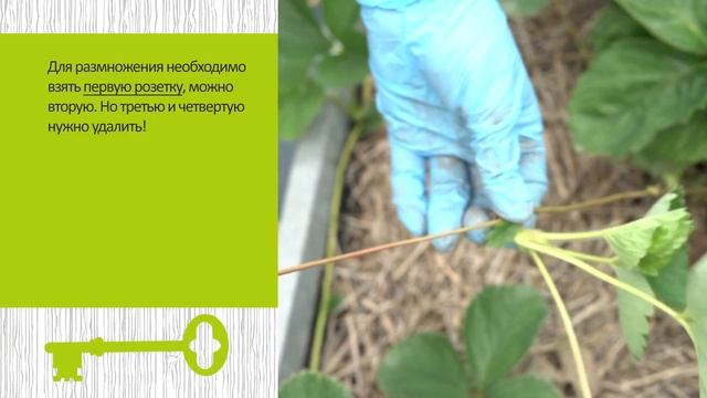 РАЗМНОЖЕНИЕ садовой земляники при помощи УКОРЕНЕНИЯ усов