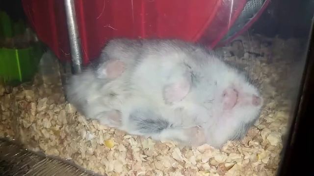 Медитация Сирийского Хомяка Зайца и его друзей Часть 2 смотреть онлайн