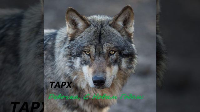 Девочка, с Новым Годом смотреть онлайн