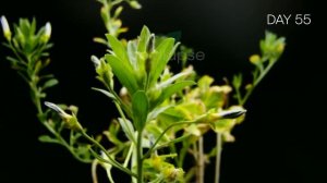 Growing Morning Glory Flower From Seed - 67 Days Timelapse