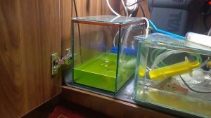 Мой опыт разведения креветки Амано считаю успешным