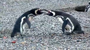 Пингвин застал свою подругу с любовником