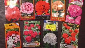 Выращивание пеларгонии(герани) из семян.31.10.2019