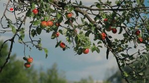 Не Сажайте Эти Садовые Культуры Рядом! О Совместимости Плодовых Деревьев