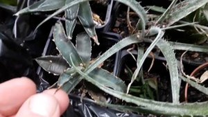 алоэ. зимуем.