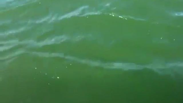 Ed's Sanibel King смотреть онлайн