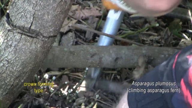 ASPARAGUS WEED CONTROL 5. Asparagus plumosus (climbing asparagus fern смотреть онлайн