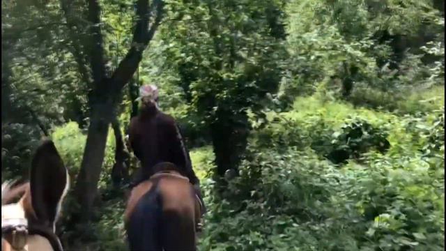 Лошадь лучший тренажёр здоровья смотреть онлайн