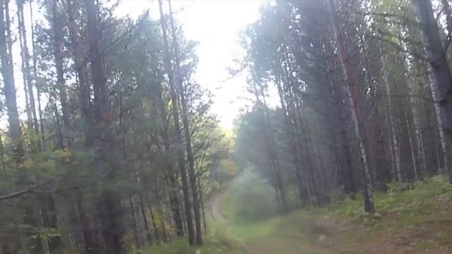 Сбор листьев брусники в тайге Муромцевского района Омской области/Collecting lingonberry leaves
