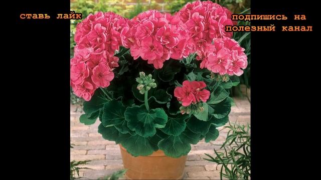 ★Когда и как обрезать герань. Растение будет пышное и красивое на зависть гостям смотреть онлайн