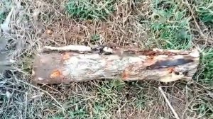 карась копчение в 200 литровой  бочке