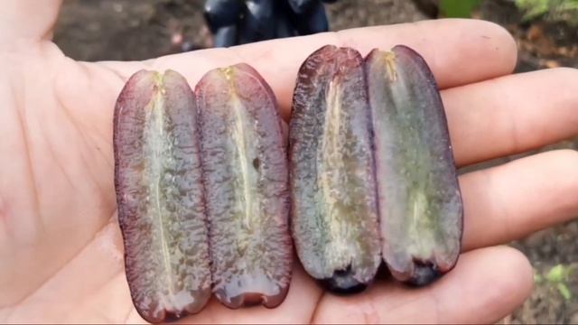 Американский СУПЕРКИШМИШ Аватар(Слёзы Луны). Наш инжирный сад. смотреть онлайн