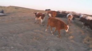 Коровы идут на водопой.  Потеряевка.  Снимает и Комментирует Никита Колесников