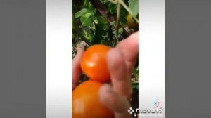 Смайлик. #сорта_томатов#помидоры#томаты#выращиваниетоматов#огород