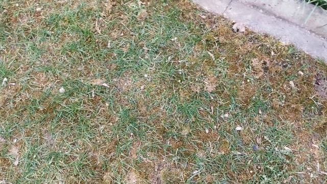 Борьба с мхом! Сода победила! Эксперемент удался! смотреть онлайн