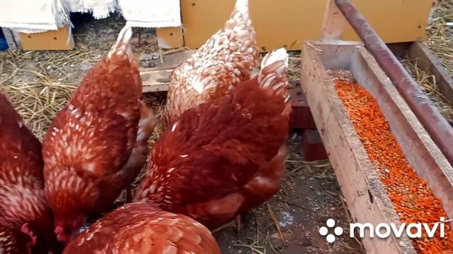 Как живут наши куры в теплице при - 30 ! смотреть онлайн
