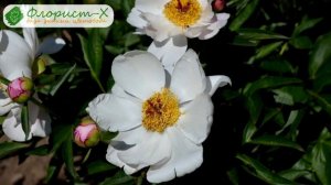 ? Виды пионов по строению цветка, сорта пионов