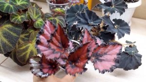 Бегонии- Обзор (часть 5)