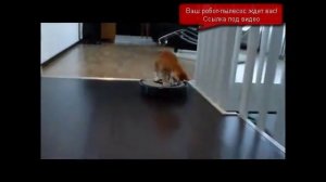 Робот-пылесос и смешные кошки