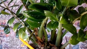 Как цветёт Замиокулькас ? , Третье цветение , Как цветёт , Долларовое дерево , 2 ч.