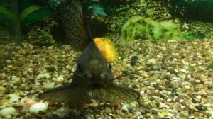 Синодонтис флаговый (Сом перевертыш ,кукушка)