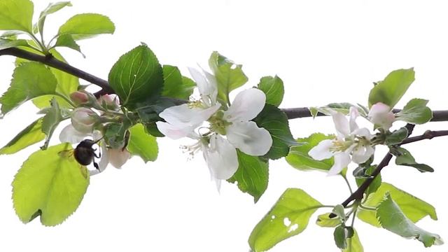 Май 2020 через Canon 700d Kit 18-135 смотреть онлайн