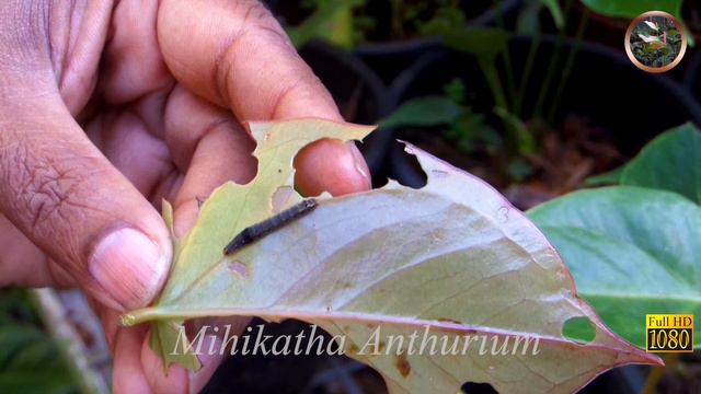 Anthurium wagawa ඇන්තුරියම් වගාව смотреть онлайн