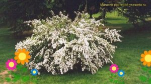 Спирея ниппонская Сугроб. Краткий обзор, описание характеристик spiraea nipponica Snowmound