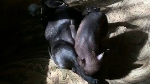 Минипиг (микропиг) и французский бульдог