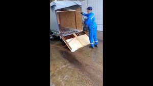 Племенные свиньи Крупная Белая и Ландрас.