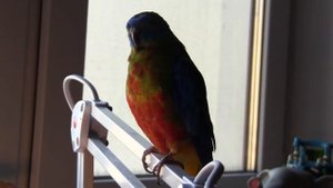 Самый тихий попугай на свете! Поет самец травяного лазурного попугая