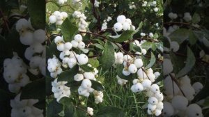 САМЫЕ неприхотливые цветущие КУСТАРНИКИ для сада и огорода