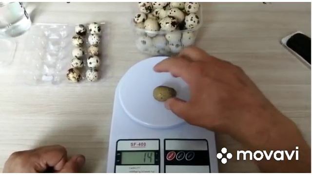 Сравнили Домашнее Яйцо С Магазинным/ Перепелелиное Яйцо от ДОмашних Перепелов