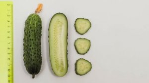 СУПЕР ОГУРЦЫ ДЛЯ ТЕПЛИЦЫ. Правила посева рассады.