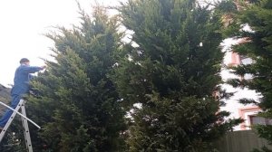 8 марта, блогер в гостях у блогера, Одесский липован и ресторан Архимус. Стрижка роз, кипарисовиков