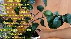 Лимон Как вырастить комнатный Lemon care Уход Сорт Лунарио 4 х сезонный!! Цитрусы