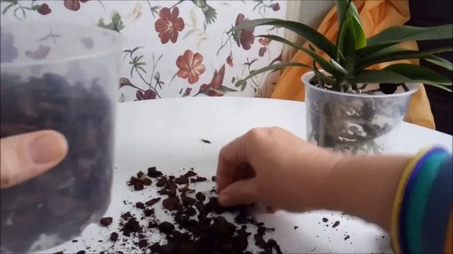 хотела только полить орхидею смотреть онлайн