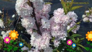 Дейция гибридная Пинк Пом-Пом. Краткий обзор, описание характеристик deutzia x hybrida Pink Pom-Pom