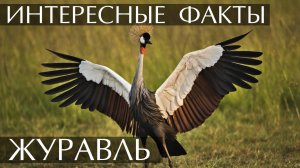 Журавль. Интересные факты