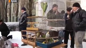 Выставка-ярмарка домашних птиц и животных.