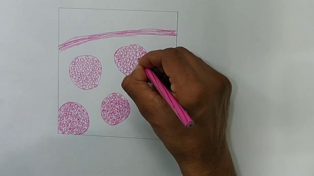 PERIPHERAL NERVOUS SYSTEM - HOW TO DRAW HISTOLOGICAL DIAGRAM OF PERIPHERAL NERVE (TS). смотреть онлайн