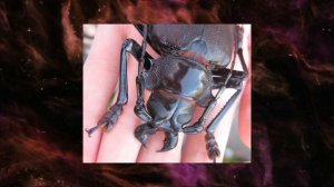 САМЫЙ ОГРОМНЫЙ ЖУК В МИРЕ (ДРОВОСЕК-ТИТАН) — Titanus giganteus