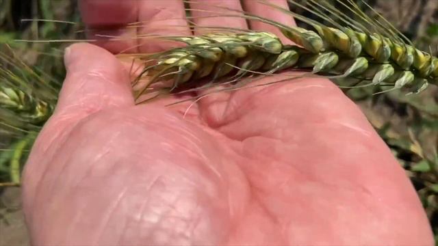 Баланс между минимальным и эффективным. Опыты с нормой высева (Pt.2) смотреть онлайн